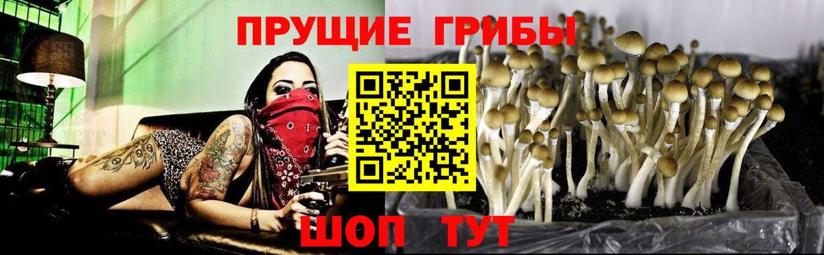 Галлюциногенные грибы Psilocybe  Зеленокумск 